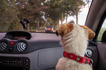 Tips om katten- en hondenharen uit de auto te verwijderen