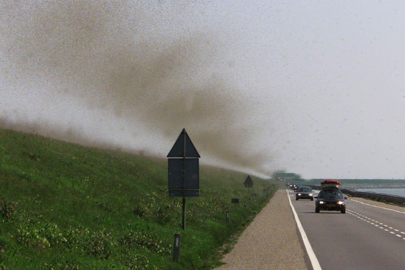 Zwerm muggen op de Houtribdijk - foto ANP